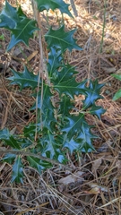 Osmanthus heterophyllus