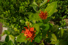 Ixora