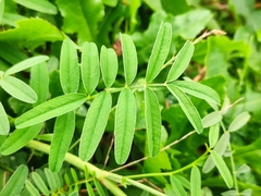 Onobrychis viciifolia