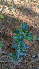 Osmanthus heterophyllus