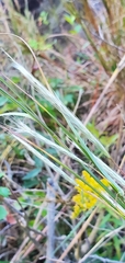 Andropogon ternarius