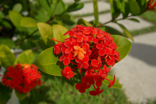 Ixora chinensis