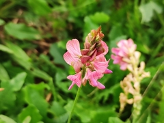 Onobrychis viciifolia