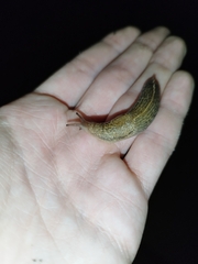 Tandonia kusceri