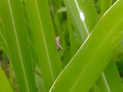 Acrididae