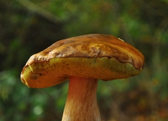 Boletus edulis