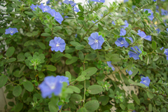 Evolvulus glomeratus