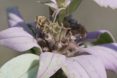 Monarda viridissima