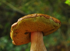 Boletus edulis