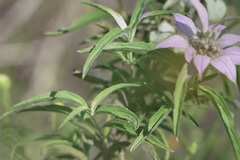 Monarda viridissima
