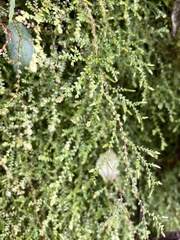 Selaginella