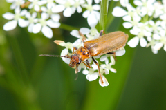 Cantharis figurata
