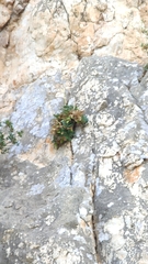 Pseudoscabiosa limonifolia