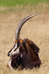 Hippotragus niger niger