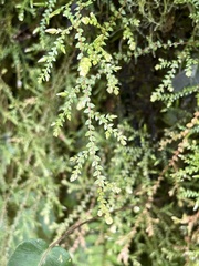 Selaginella