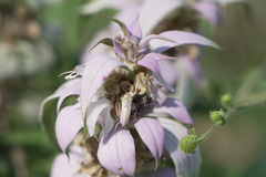 Monarda viridissima