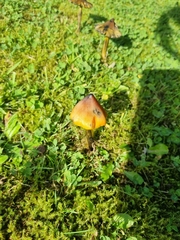 Hygrocybe conica