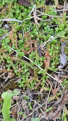 Selaginella denticulata