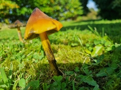 Hygrocybe conica