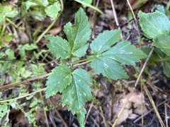 Aegopodium podagraria