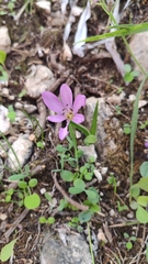 Colchicum cupanii