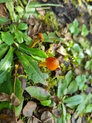 Hygrocybe conica