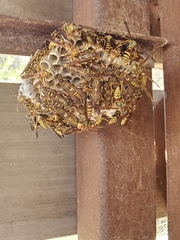 Polistes exclamans