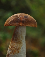Leccinum