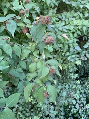 Philadelphus coronarius