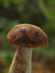 Leccinum