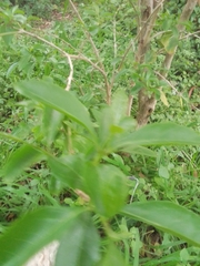 Citharexylum montevidense