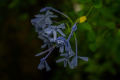Petrea
