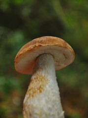 Leccinum