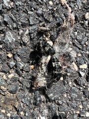 Creophilus maxillosus