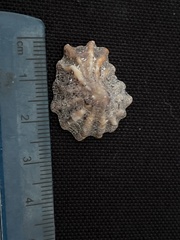 Crucibulum scutellatum