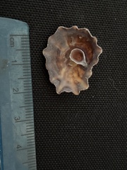 Crucibulum scutellatum