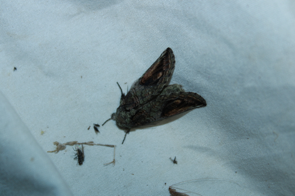 Oblique Heterocampa Moth