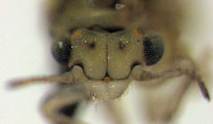 Cryptoneossa triangula