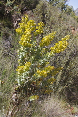 Rafnia amplexicaulis