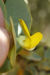 Rafnia amplexicaulis