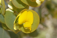 Rafnia amplexicaulis