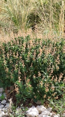 Teucrium flavum