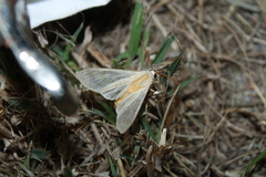 Halysidota
