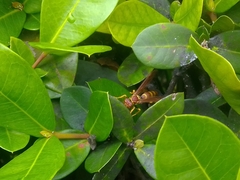 Polistes