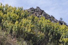 Rafnia amplexicaulis