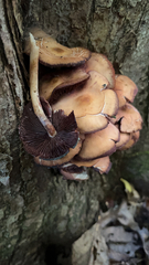 Agaricineae