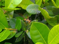 Polistes