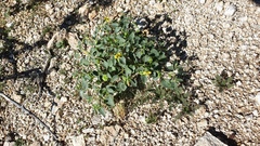 Physalis crassifolia