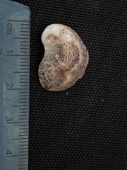 Bostrycapulus aculeatus