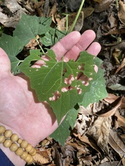 Mikania cordifolia
